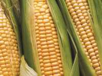 Corn_generic