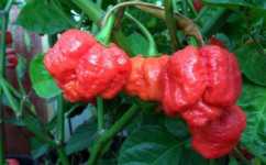 Trinidad_Moruga hot pepper