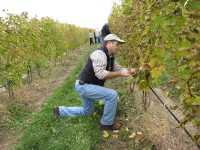 Finger Lakes Grape Program Test Vineyard