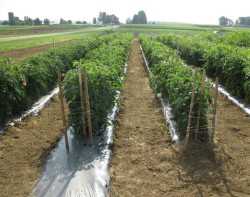 Soil Nutrition