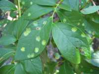 Exobasidium in Blueberries
