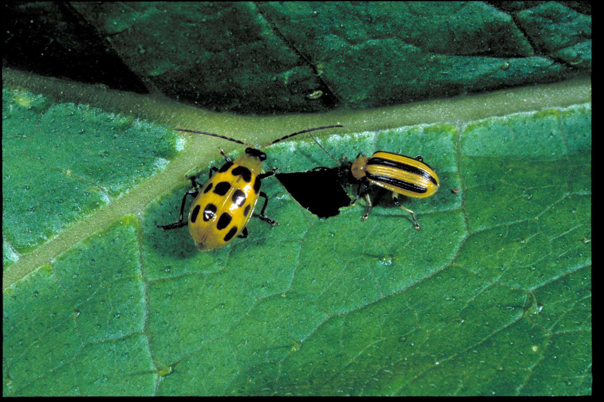 the-cucumber-beetle-s-effects-on-vine-crops-and-cucurbits-growing-produce