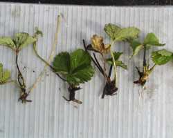 Phytophthora In Strawberries