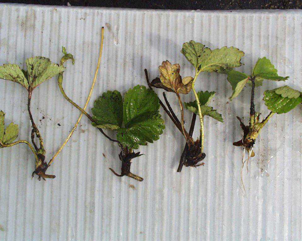 New Treatments For Strawberry Diseases Growing Produce