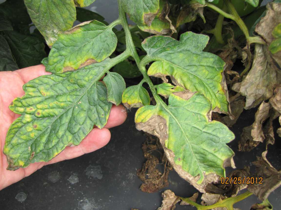 Powdery mildew on tomato plants Idea