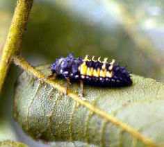 Larva of Harmonia sp., a lady beetle.