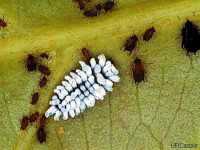 Larva of Scymnus sp., a lady beetle
