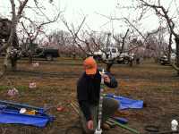 Improving Irrigation In Peaches