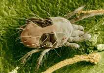 Two-Spotted Spider Mite