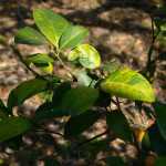 Citrus Greening Leaves