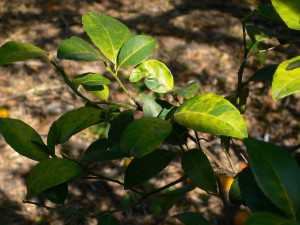 Citrus Greening Leaves