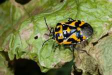 Halequin Bug