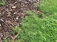 Bermuda Grass in Blueberry field