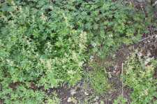 Mix of annual winter weeds in a blueberry field