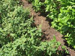 Pigweed in a blueberry field