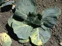 Fusarium Wilt of Cabbage