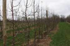 High-Density Orchard