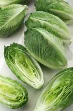 Frescada Lettuce
