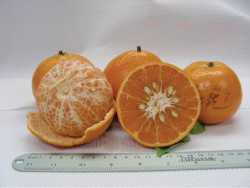 UF Citrus Selection 411 mandarin orange