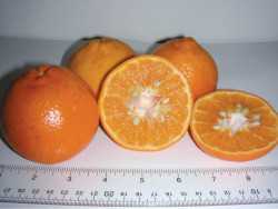 UF Citrus Selection 900 tangerine