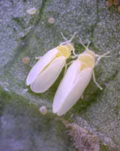 Whitefly