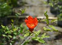 Pomegranate bloom