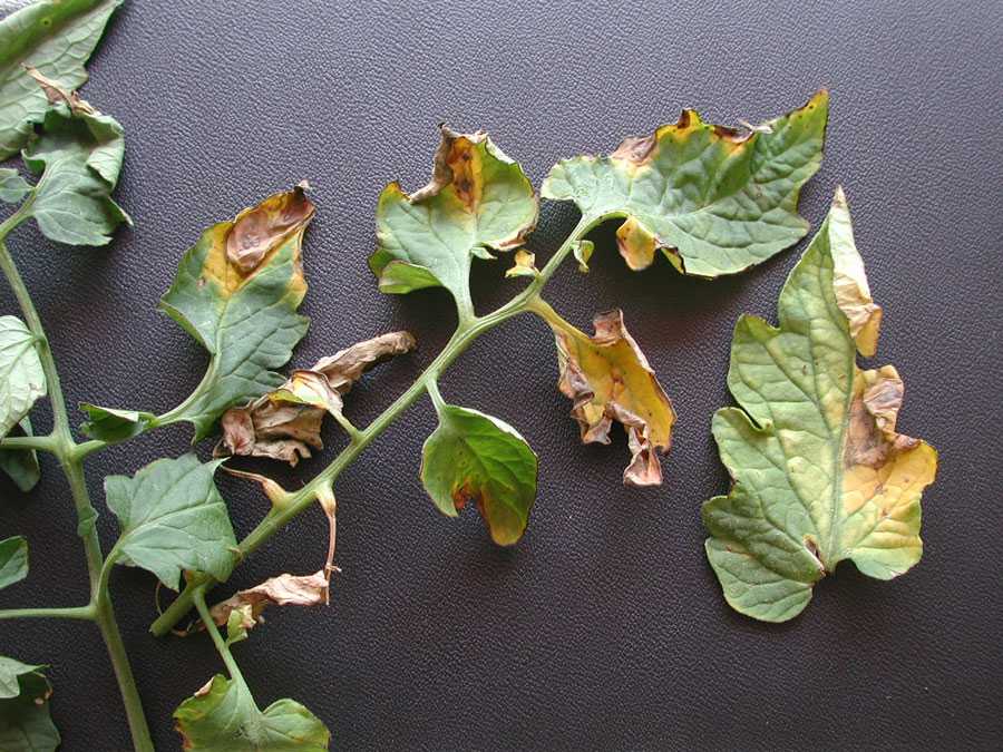 Pest Of The Month Verticillium Wilt of Tomato Growing Produce