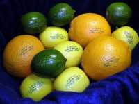 Citrus Laser Labeling