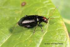 blueberry leaf beetle