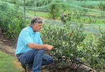 USDA scientist examines blueberry bushes