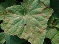 Downy Mildew