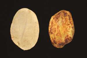 ebra chip disease, which is vectored by the potato psyllid, causes potatoes to discolor when fried. Photo credit: Erik J. Wenninger, University of Idaho.