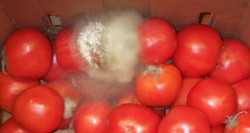 Rhizopus/mucor rots on tomatoes