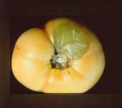 Bacterial soft rot on tomato
