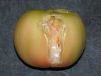 Sour rot on a tomato