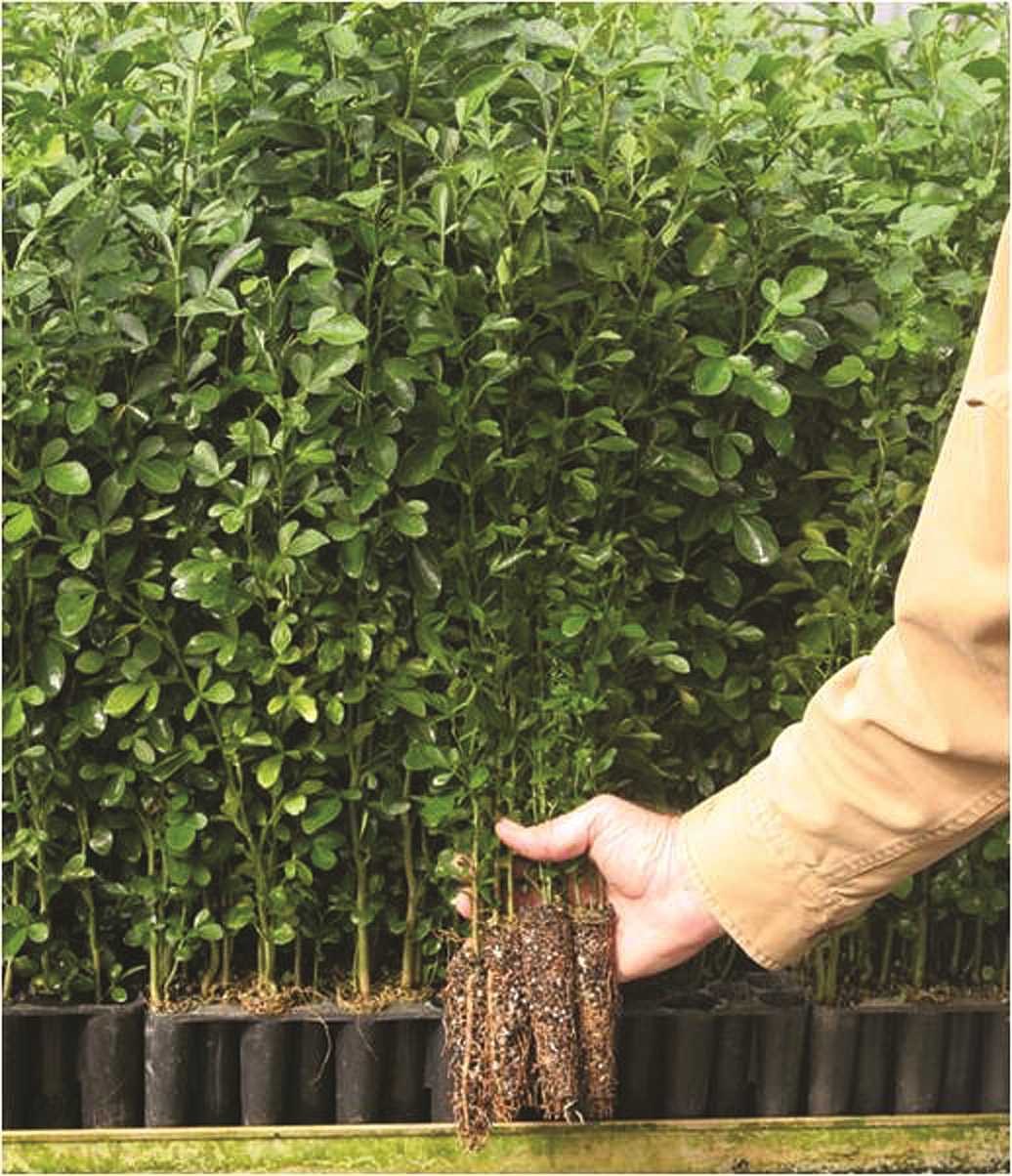 Citrus Rootstock Selection On The Grow Growing Produce