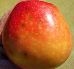 Lenticel Infection On Apples