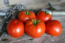 Red Bounty