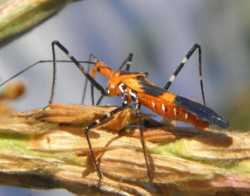 What You Should Know About the Milkweed Assassin Bug - Growing Produce