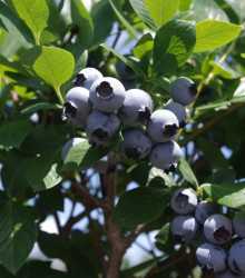 Meadowlark blueberry