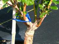 Meadowlark blueberry grafted onto sparkleberry