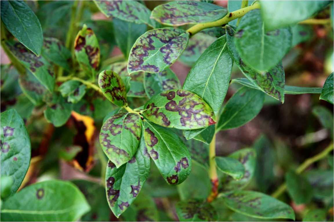 Pest And Disease Diagnosis 101 In Berries Growing Produce