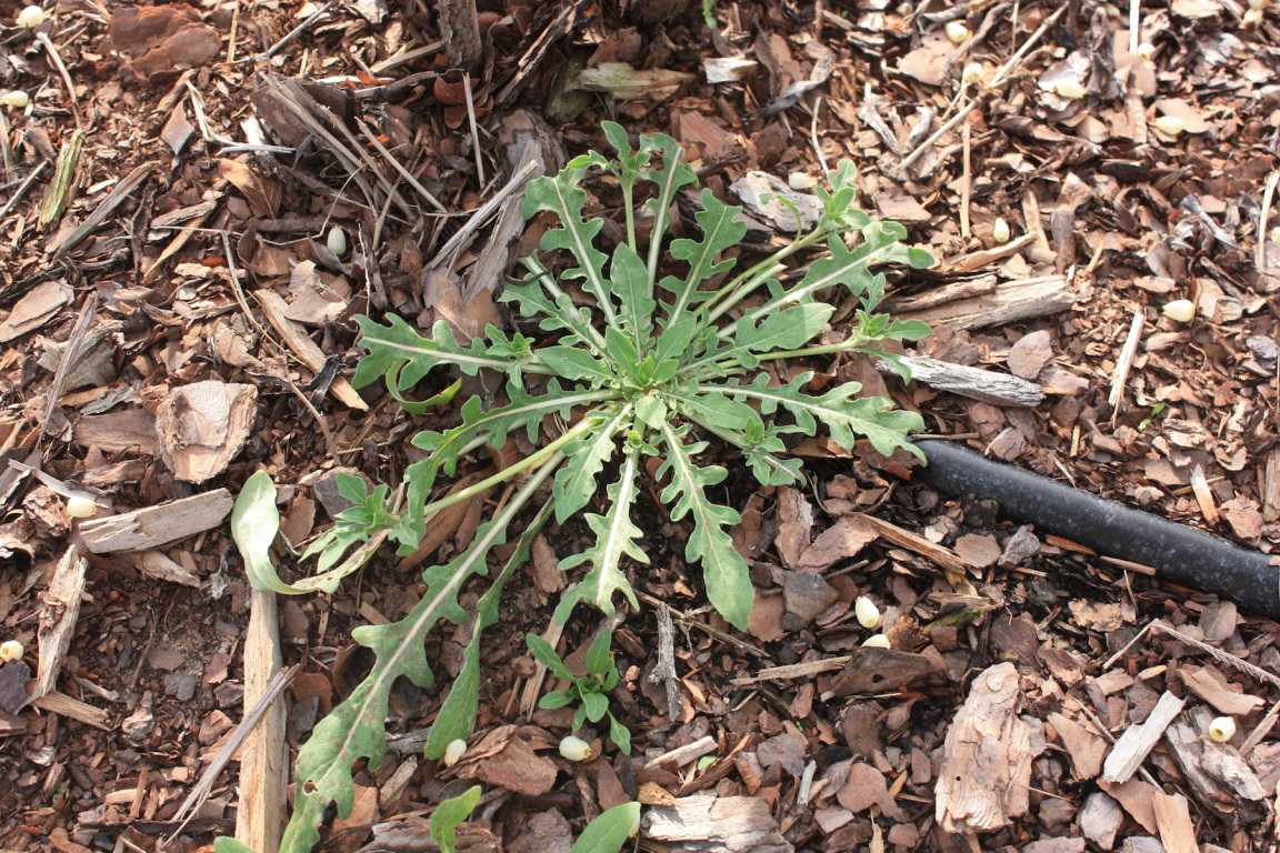 Weed Identification Guide Now Available For Growers - Growing Produce