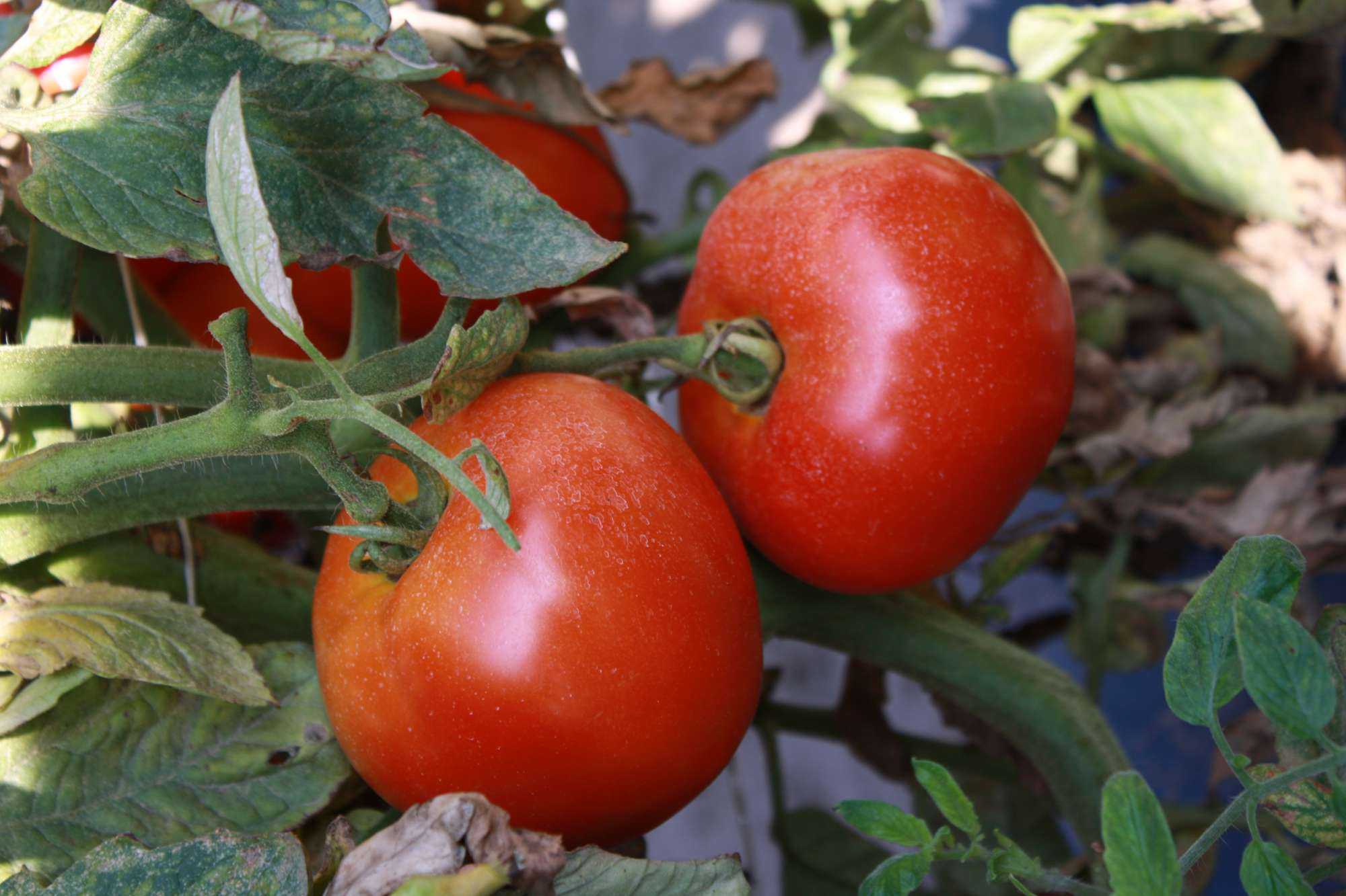 U.S. Ends Tomato Pact With Mexico - Growing Produce