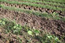 Field cultivation to fight weeds