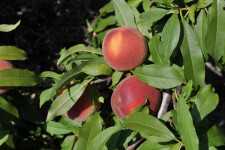 UFSharp peach