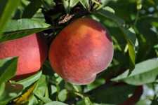 UFBlaze peach