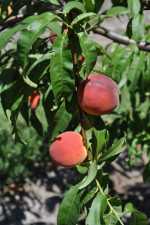 TropicBeauty peach