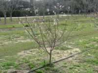 Florida peach tree