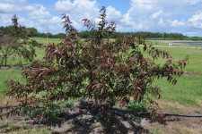 Flordaguard peach rootstock